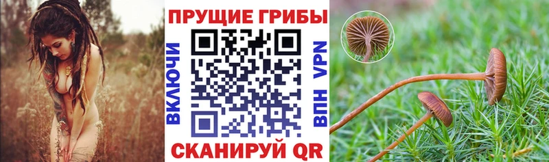 Псилоцибиновые грибы Psilocybe  Купить  Новомосковск 